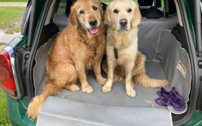Protezione bagagliaio auto per Cani